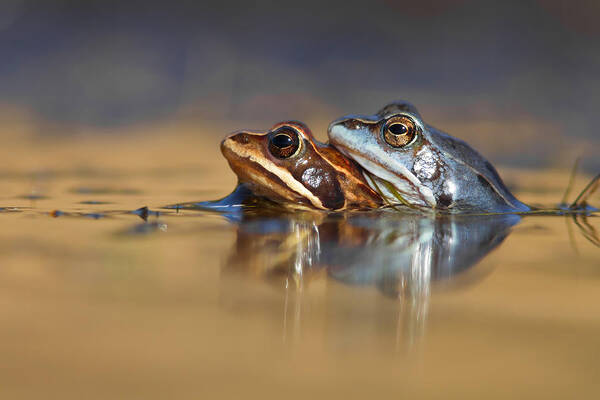 Rana Arvalis Poster featuring the photograph Blue Love ... Mating moor frogs by Roeselien Raimond