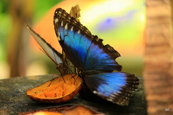 Butterfly Poster featuring the photograph Blue Morpho by Sarah Donald