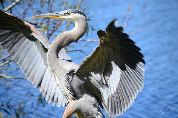 great Blue Heron Poster featuring the photograph Blue on Blue by Susan Molnar