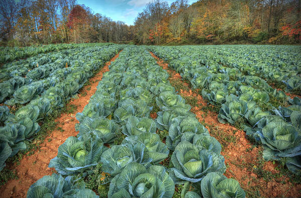 Cabbage Patch Poster featuring the photograph Blue Ridge Cabbage Patch by Jaki Miller