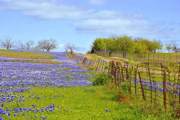 Bluebonnets Photoreal Poster featuring the photograph Blue Road Up A Hill by Pamela Smale Williams