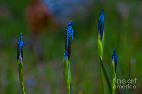 Wildflowers Poster featuring the photograph Blue Sisters by Barbara Schultheis