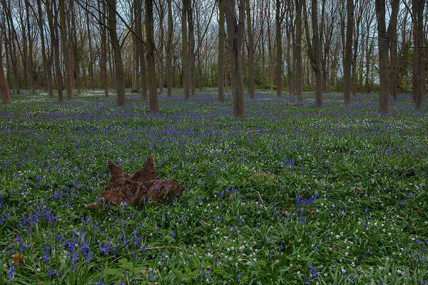 Bluebells Poster featuring the photograph Bluebells Oxey Wood. by Nick Atkin