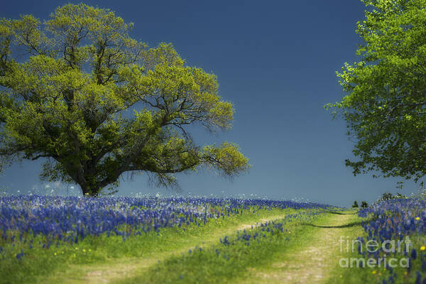 Bluebonnets Poster featuring the photograph Bluebonnets Road Trees by Richard Mason