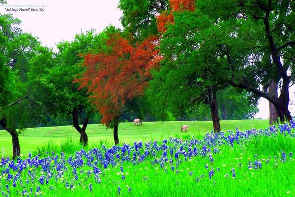 Spring Landscape Bluebonnets Poster featuring the digital art Bluebonnets With Red Flourish by Pamela Smale Williams