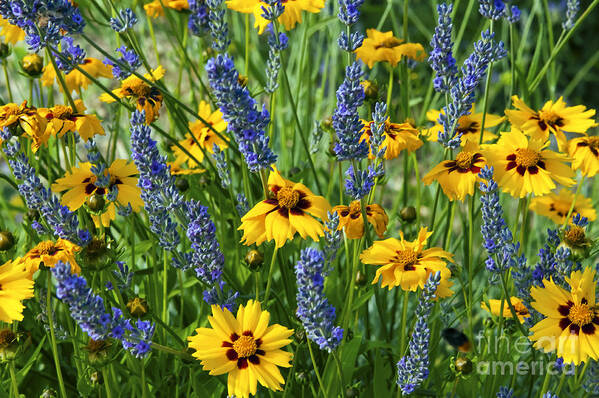 Blue Flower Poster featuring the photograph Blues and Yellows by Bob Phillips