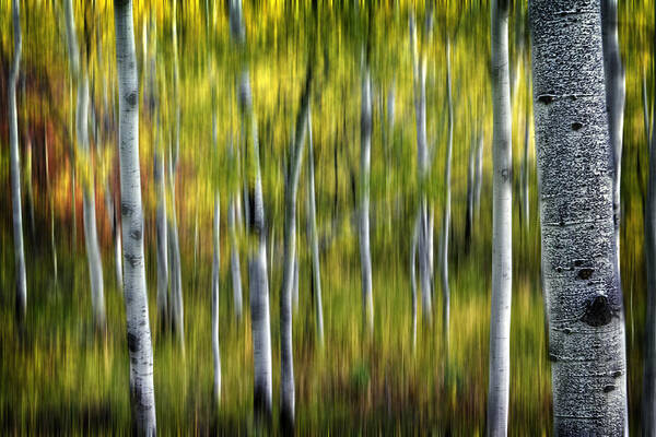 Aspen Poster featuring the photograph Blurred Aspens by Michael Ash