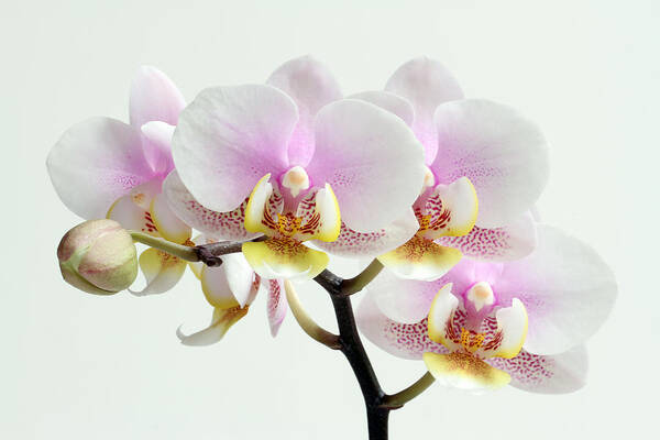 Orchid Poster featuring the photograph Blushing Orchids by Juergen Roth