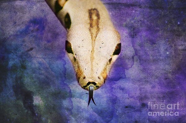 Boa Poster featuring the digital art Boa Snake by Lisa Redfern