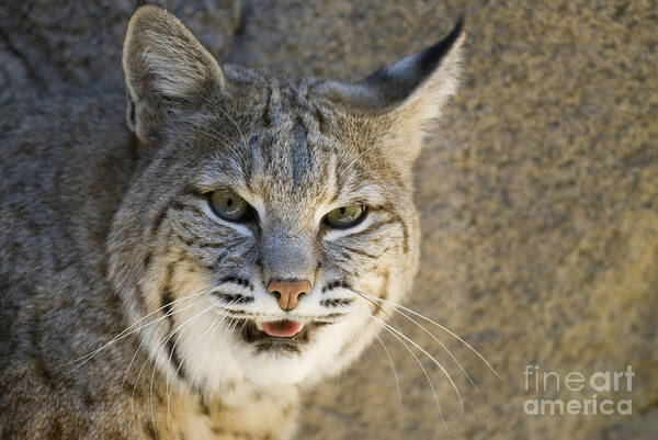 Nature Poster featuring the photograph Bobcat by William H. Mullins