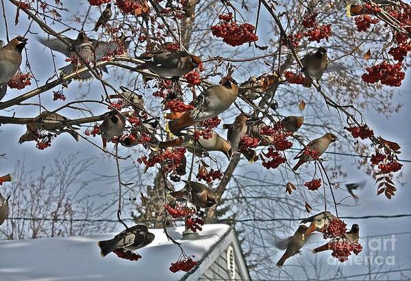 Bird Poster featuring the photograph Bohemian Waxwing Feast by Linda Bianic