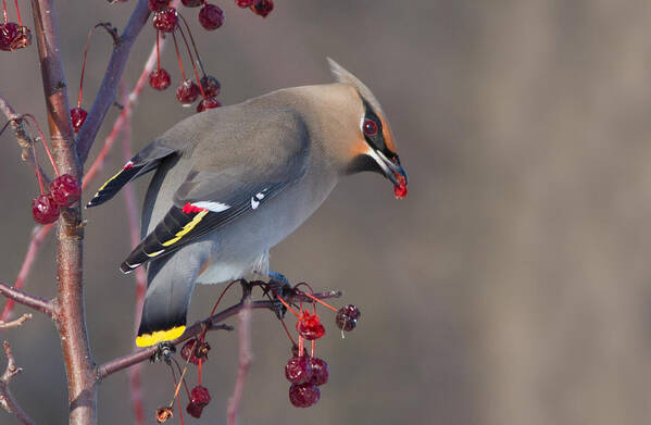 Bohemian Poster featuring the photograph Bohemian Waxwing by Mircea Costina Photography