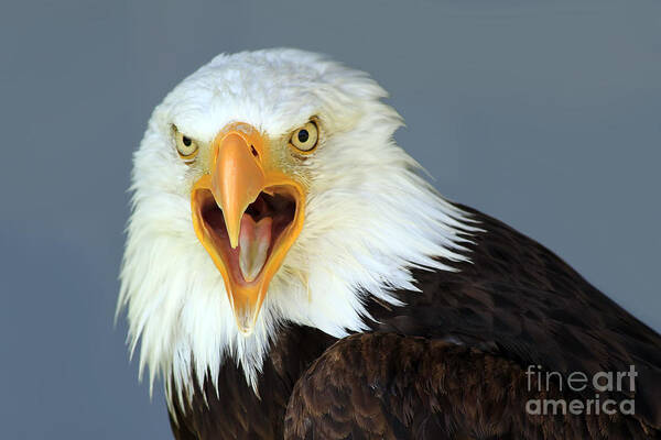 Animal Poster featuring the photograph Bald Eagle by Teresa Zieba
