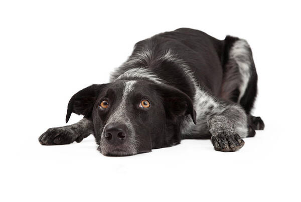 Animal Poster featuring the photograph Border Collie Laying Head Down by Good Focused