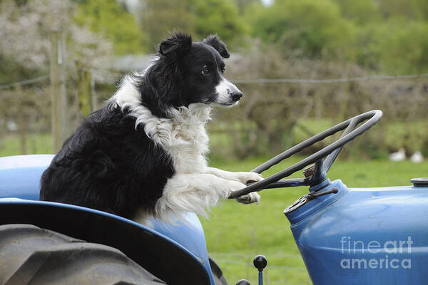 Dog Poster featuring the photograph Border Collie On Tractor by John Daniels
