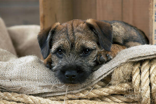 Dog Poster featuring the photograph Border Terrier Puppy Dog by John Daniels