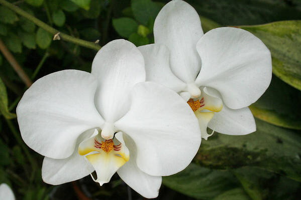 Orchid Poster featuring the photograph Bosom Blossoms by Rosemary Aubut