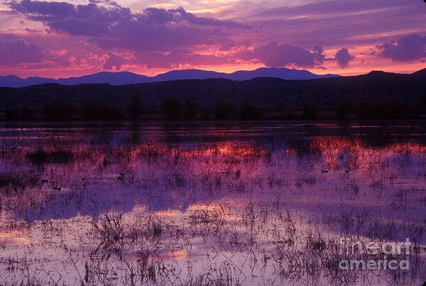 Bosque Poster featuring the photograph Bosque sunset - purple by Steven Ralser