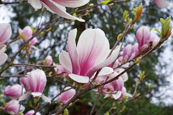 Magnolia Poster featuring the photograph Botanical Tree Pink White Magnolia Flowers by Patti Baslee