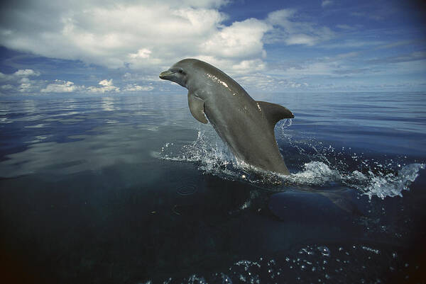 Feb0514 Poster featuring the photograph Bottlenose Dolphin Leaping Honduras by Konrad Wothe