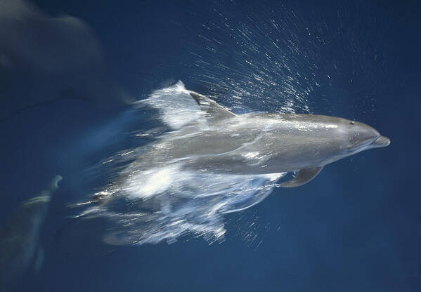Feb0514 Poster featuring the photograph Bottlenose Dolphin Leaping Playfully by Tui De Roy