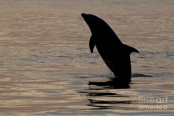 Bottlenose Dolphin Poster featuring the photograph Bottlenose Dolphin by Meg Rousher
