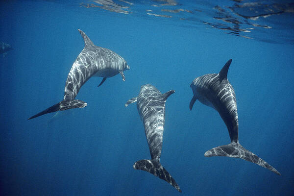 Feb0514 Poster featuring the photograph Bottlenose Dolphin Trio Galapagos by Tui De Roy