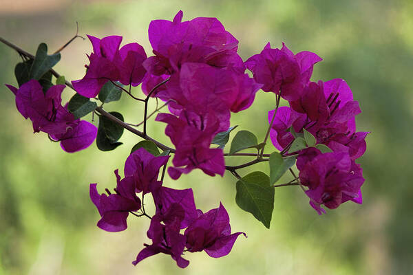 Fred Larson Poster featuring the photograph Bougainvillea by Fred Larson