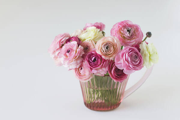 White Background Poster featuring the photograph Bouquet Of Pink Ranunculus by Elin Enger