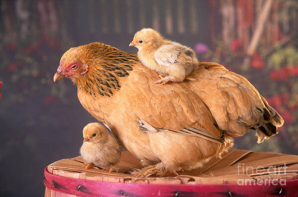 Animal Poster featuring the photograph Brahma Hen And Chicks by Alan and Sandy Carey