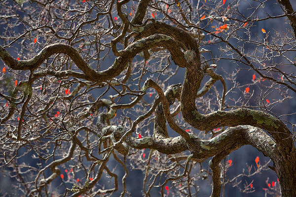 Ozarks Poster featuring the photograph Branching Out by Steve White