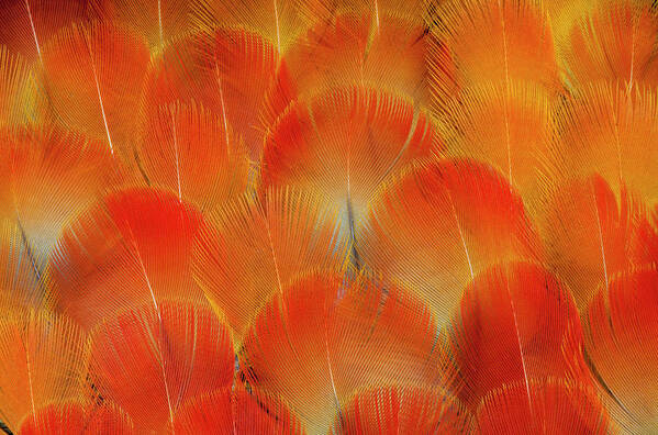 Breast Feather Poster featuring the photograph Breast Feathers Of The Camelot Macaw by Darrell Gulin