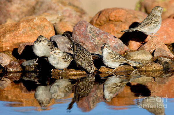 Fauna Poster featuring the photograph Brewers Sparrows At Waterhole by Anthony Mercieca