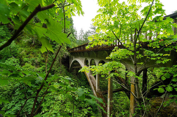 Nature Poster featuring the photograph Bridge and Lush Vegetation by Jess Kraft