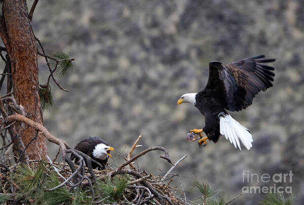 Bald Eagle Poster featuring the photograph Eagle Bringing Dinner by Michael Dawson