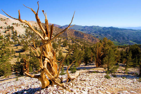 Bristlecone Pine Forest Poster featuring the photograph Bristlecone Landscape by Adam Jewell