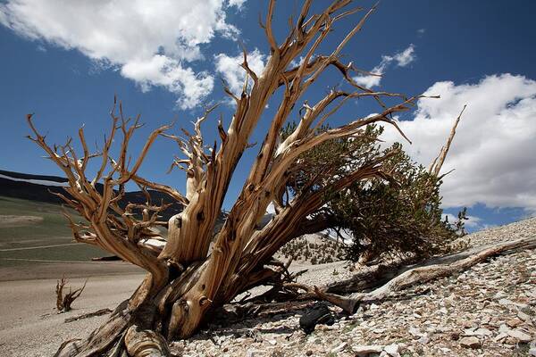 Pinus Longaeva Poster featuring the photograph Bristlecone Pine Tree by Quincy Russell, Mona Lisa Production/science Photo Library