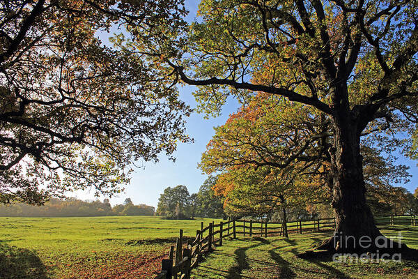 British English Countryside Landscape Poster featuring the photograph British Autumn by Julia Gavin