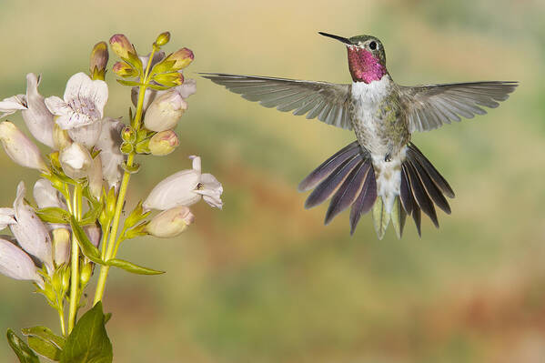 Action Poster featuring the photograph Broad tailed Hummingbird 2 by Jack Milchanowski