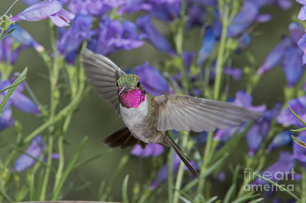 Broad-tailed Hummingbird Poster featuring the photograph Broad-tailed Hummingbird by Anthony Mercieca