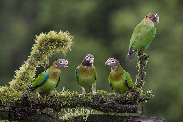 Feb0514 Poster featuring the photograph Brown-hooded Parrots Costa Rica by Suzi Eszterhas