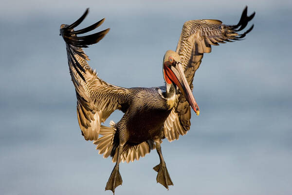 00221340 Poster featuring the photograph Brown Pelican Pelecanus Occidentalis by Tom Vezo