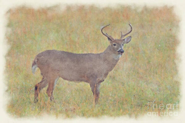 Whitetail Deer Poster featuring the photograph Buck in field by Dan Friend