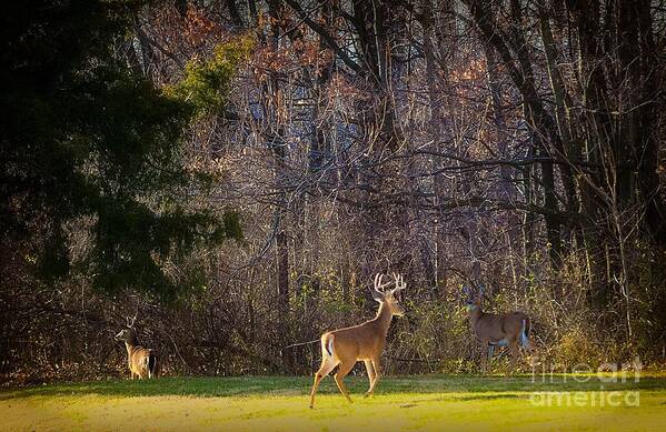 Andscape Poster featuring the photograph Bucks and Babes Deer by Peggy Franz