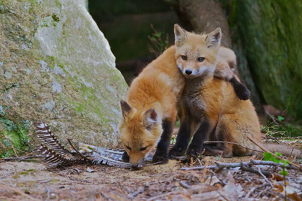 Red Fox Poster featuring the photograph Buddies by Dale J Martin