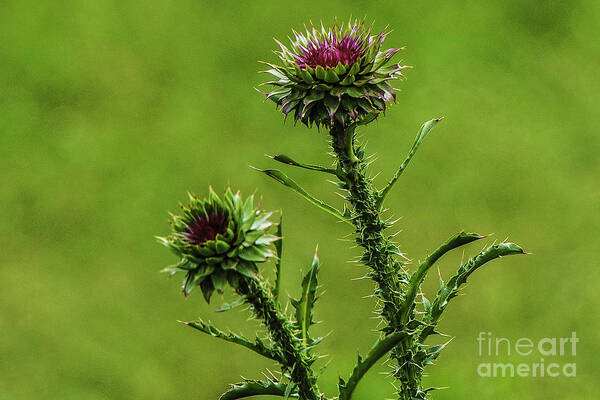Usa Poster featuring the photograph Budding Thistle by Mary Carol Story
