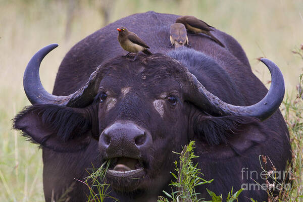 Buffalo Poster featuring the photograph Buffalo Eating by Jennifer Ludlum