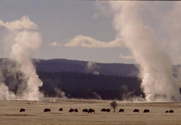 Retro Images Archive Poster featuring the photograph Buffalos roaming in Yellowstone National Park. by Retro Images Archive