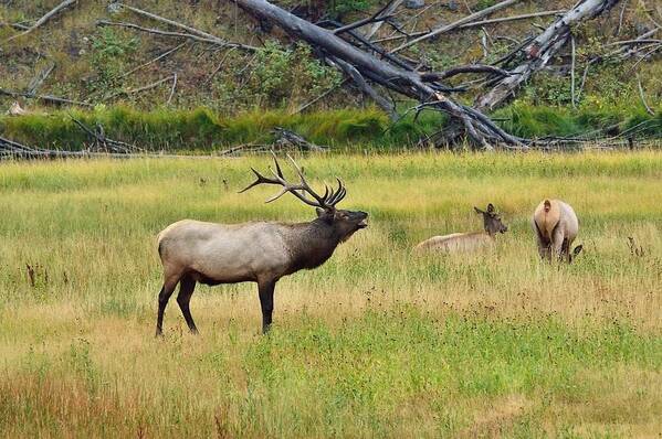 Bull Elk Poster featuring the photograph Bugling Over Harem by Yeates Photography