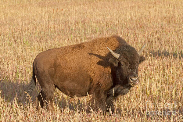 Animal Poster featuring the photograph Bull Bison at the Elk Ranch Grand Teton National Park by Fred Stearns